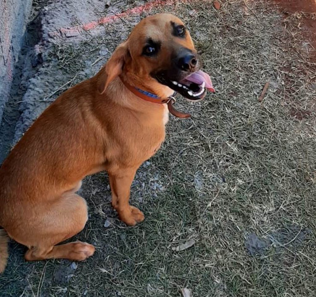 Cachorro com coleira foi encontrado no Country