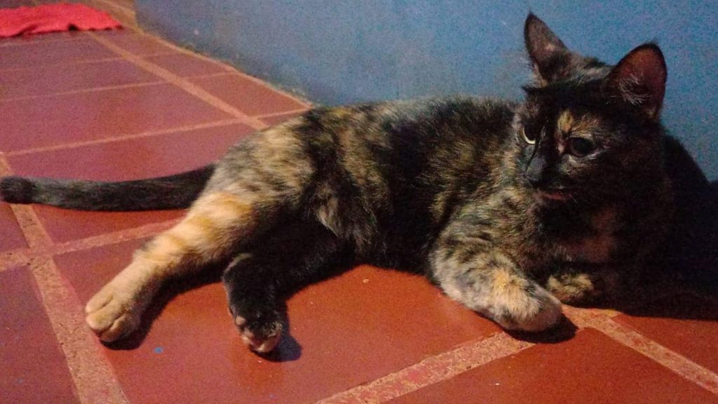 Gata de estimação é encontrada no Alto Alegre e moradora deseja devolvê-la ao tutor
