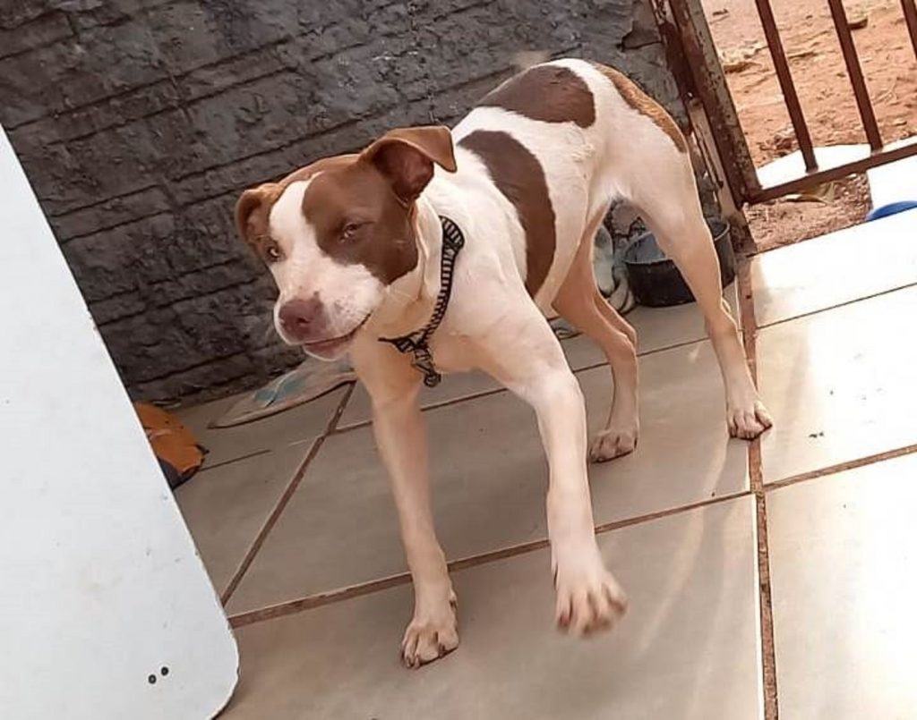 Kira sumiu no Cascavel Velho