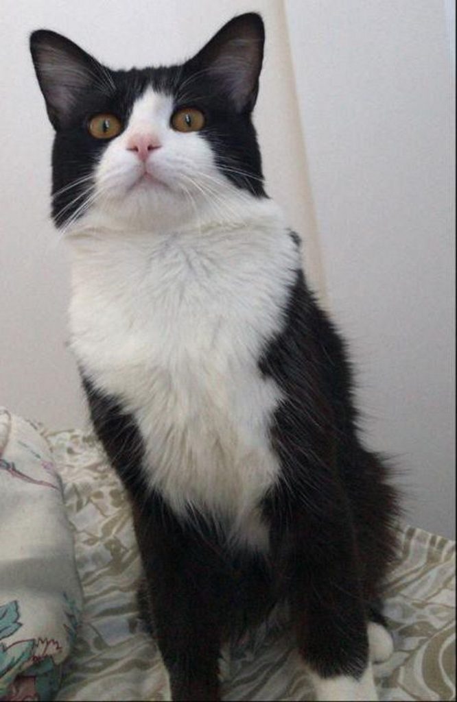 Gatinho sumiu no Maria Luiza