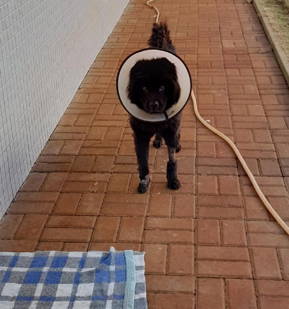 Cachorro foi localizado na Região da FAG