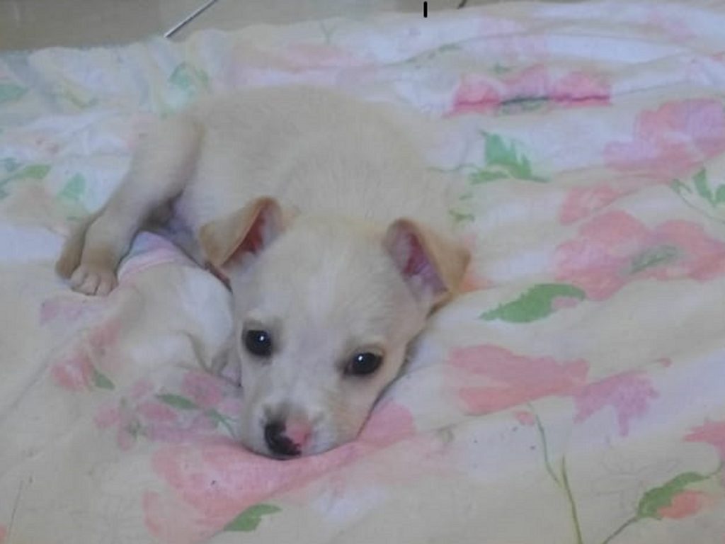 Internauta tenta localizar cachorrinho que sumiu na região do Bairro Interlagos