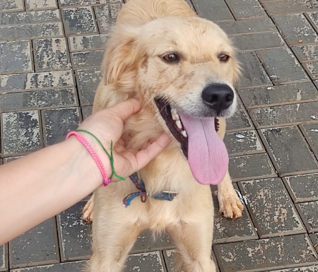 Cachorro foi encontrado no Alto Alegre e internauta pede ajuda para localizar o dono