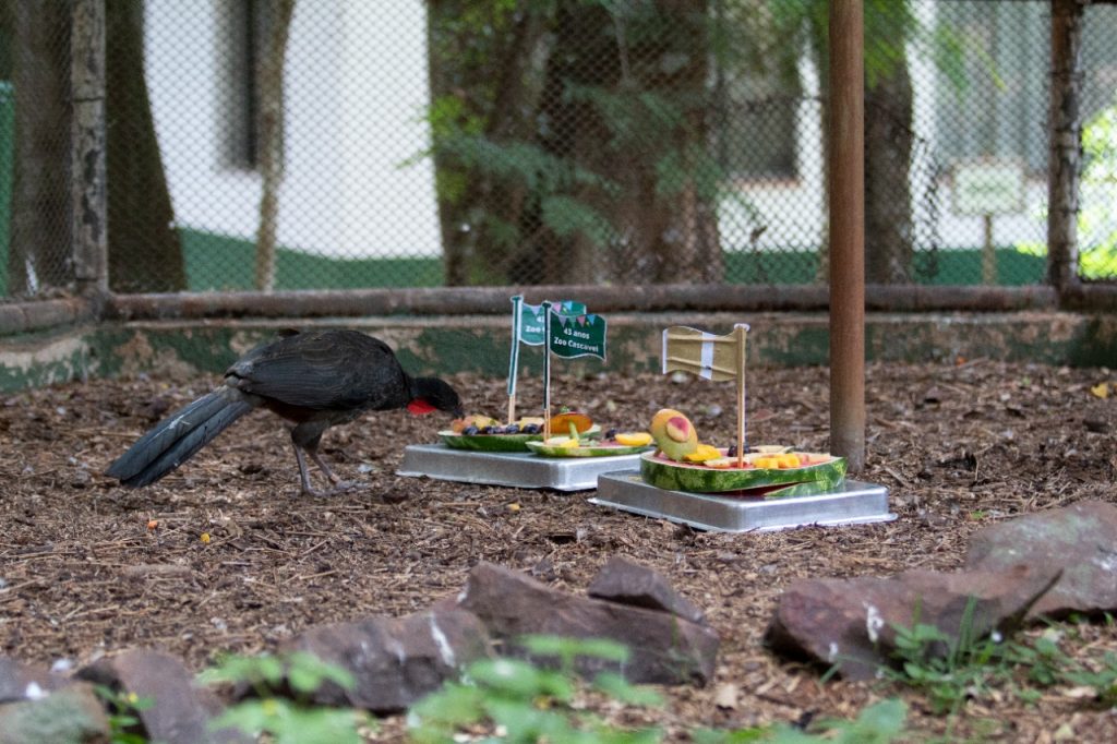 43 anos do Zoo: Animais recebem “festa” pela passagem de aniversário do parque