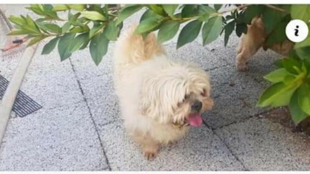 Cachorrinha de estimação está desaparecida na região do Jardim Padovani