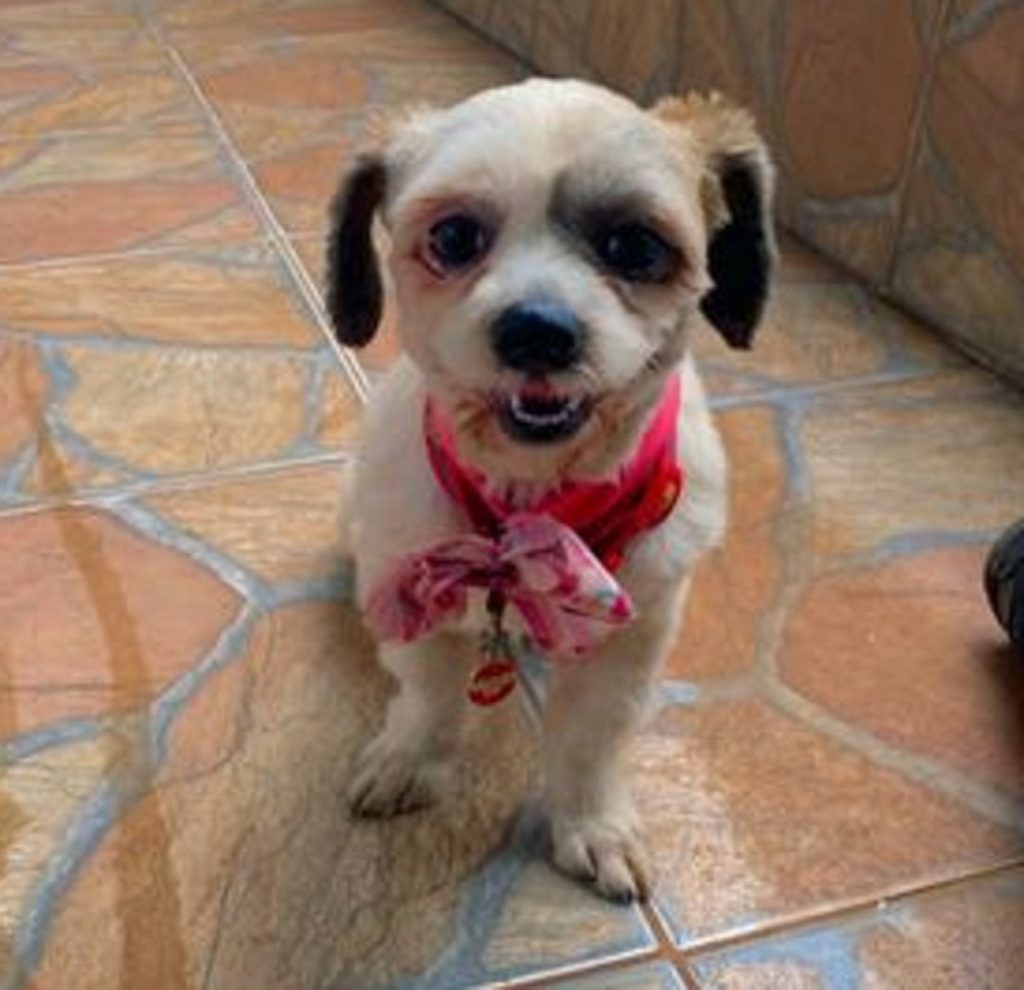 Internauta localiza cachorrinha no Bairro Santa Felicidade