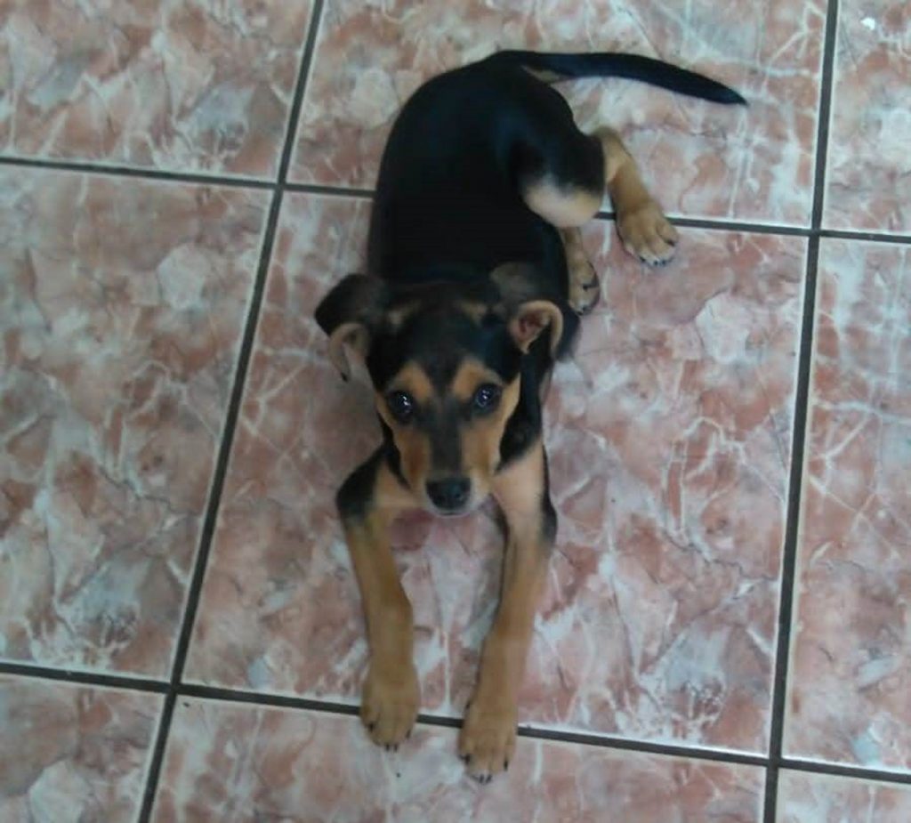 Cachorrinho foi resgatado no Universitário