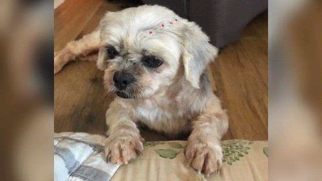Cachorrinha de estimação é encontrada na Região da Fag; internauta quer devolvê-la ao dono