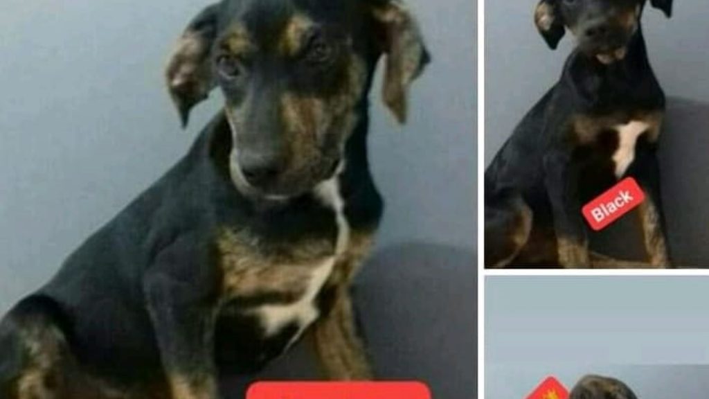 Três filhotes de cachorro estão disponíveis para adoção em Cascavel