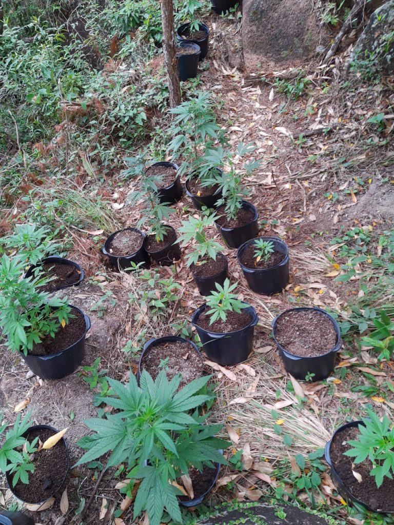 Ação conjunta localiza plantação de maconha em Governador Celso Ramos