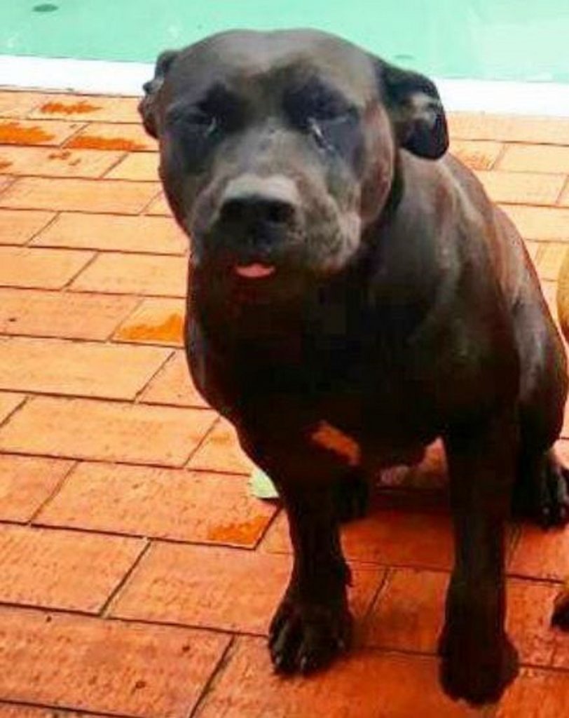 Cachorrinha desapareceu no Brasmadeira