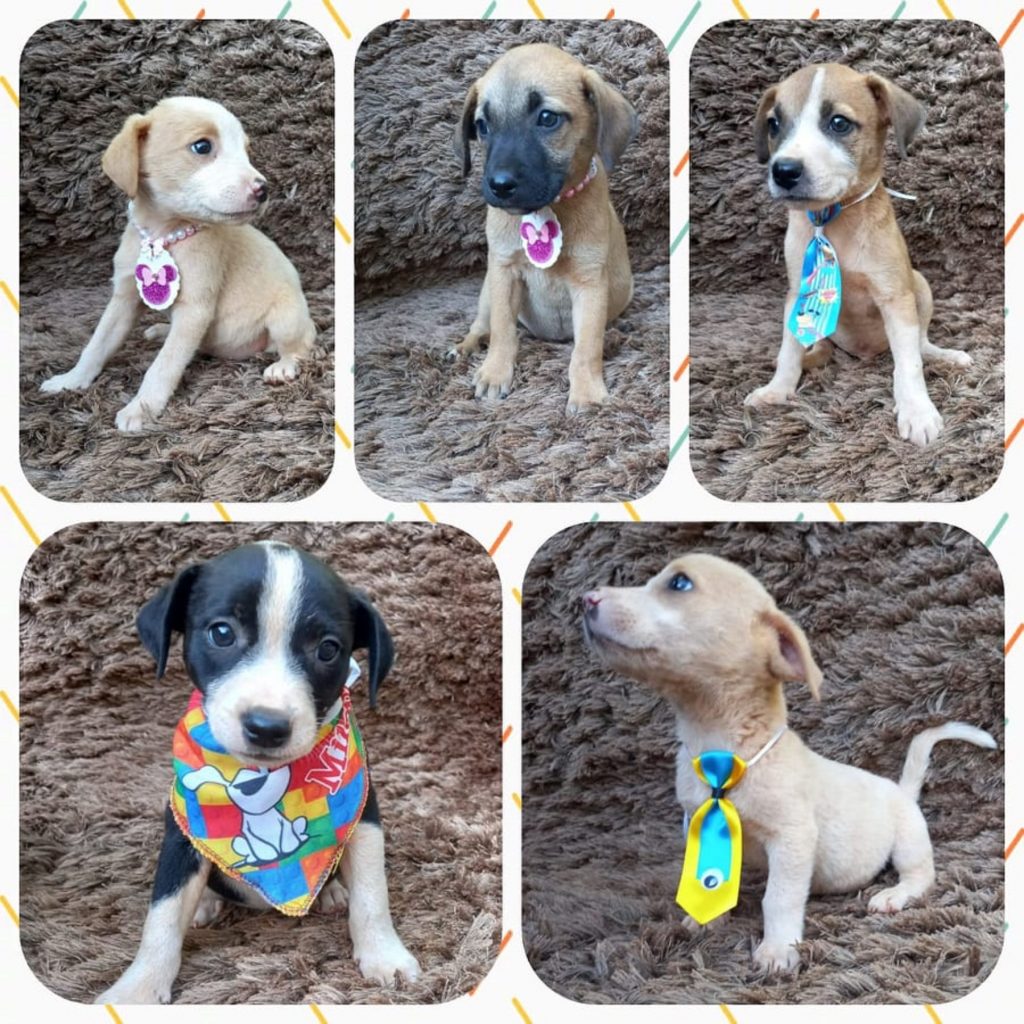 Cinco filhotes de cães estão disponíveis para adoção responsável
