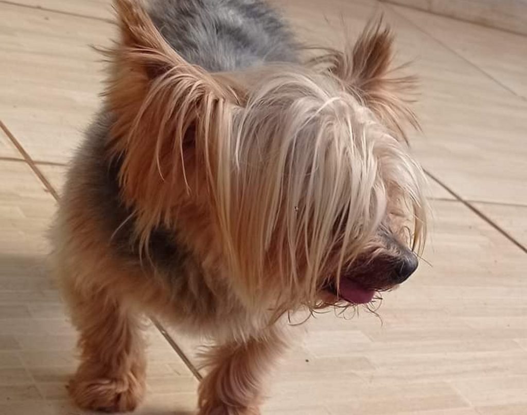 Cachorrinho ‘Bob’ está desaparecido e três crianças estão sentido muito sua falta