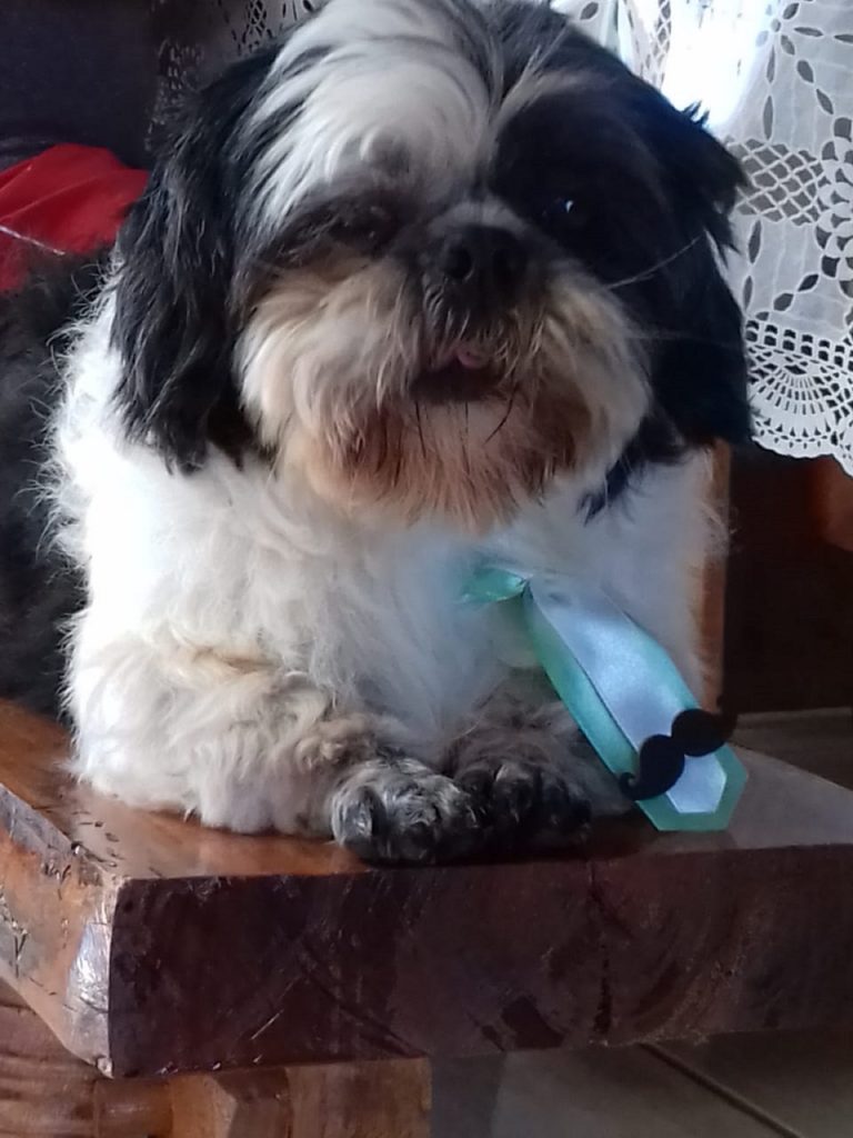 Internauta procura cachorrinho que sumiu na região do Bairro Universitário Internauta procura cachorrinho que sumiu na região do Bairro Universitário