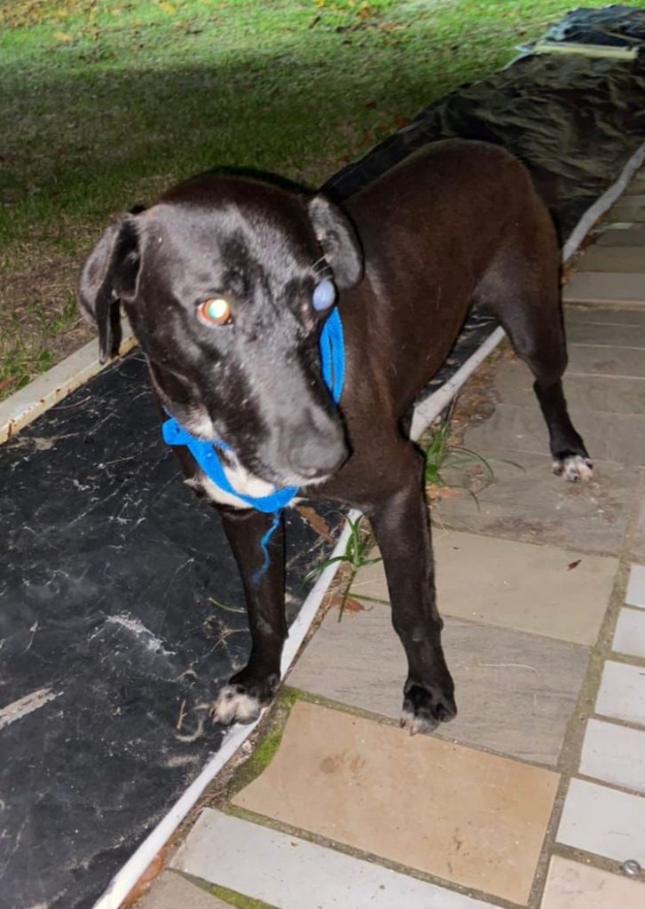 Polícia Civil indicia homem por disparo com arma de fogo contra um cachorro em Laguna