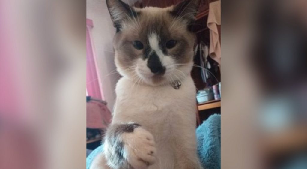 Internauta pede ajuda para localizar seu gato de estimação, desaparecido no Cascavel Velho