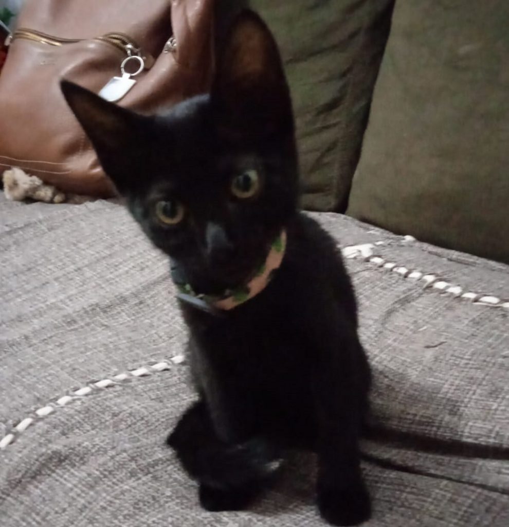 Gatinha ‘Luna’ está desaparecida no Bairro Cascavel Velho