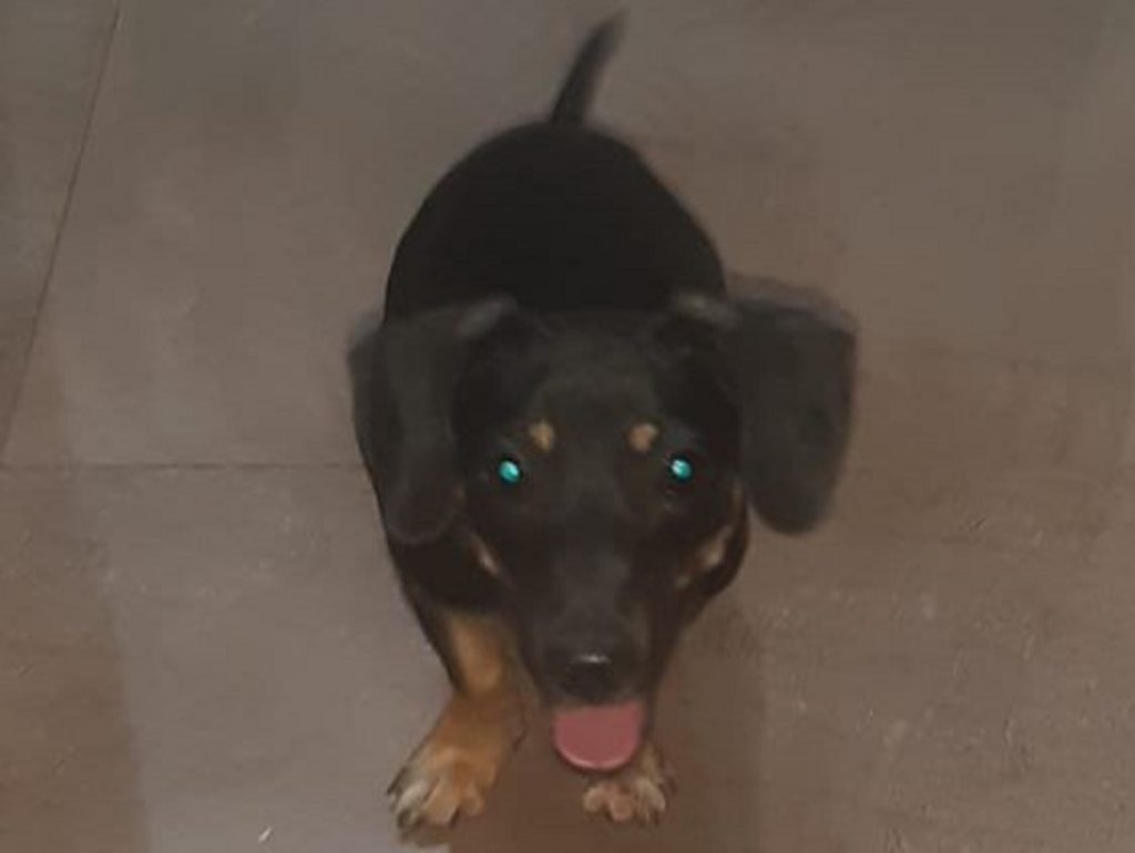 Cachorrinho de estimação está desaparecido e família pede ajuda para encontrá-lo