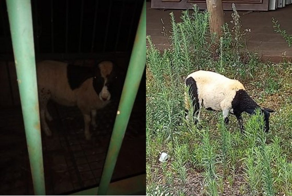 Internauta oferece recompensa por duas ovelhas que sumiram no Bairro Pioneiros Catarinenses
