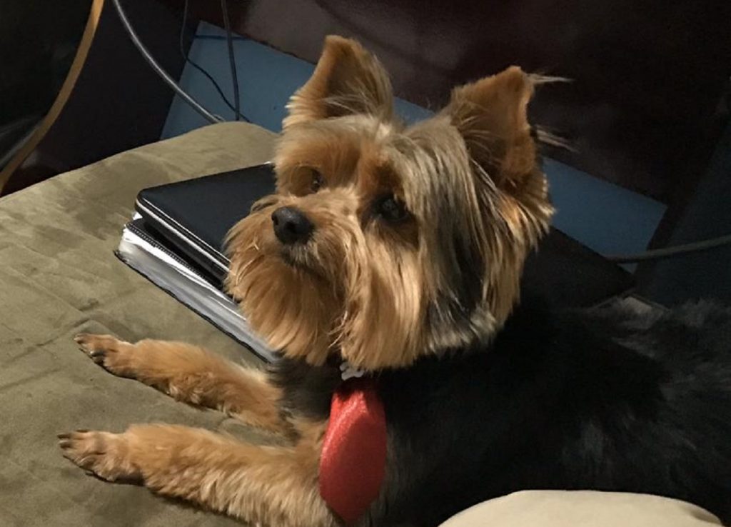Cachorrinho Lyon desapareceu no Brasmadeira e dona pede ajuda para localizá-lo