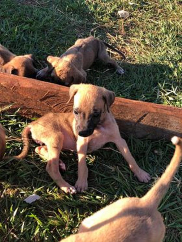 Família adota cachorra prenha e ela teve doze filhotes; os pequeninos estão para adoção Família adota cachorra prenha e ela teve doze filhotes; os pequeninos estão para adoção
