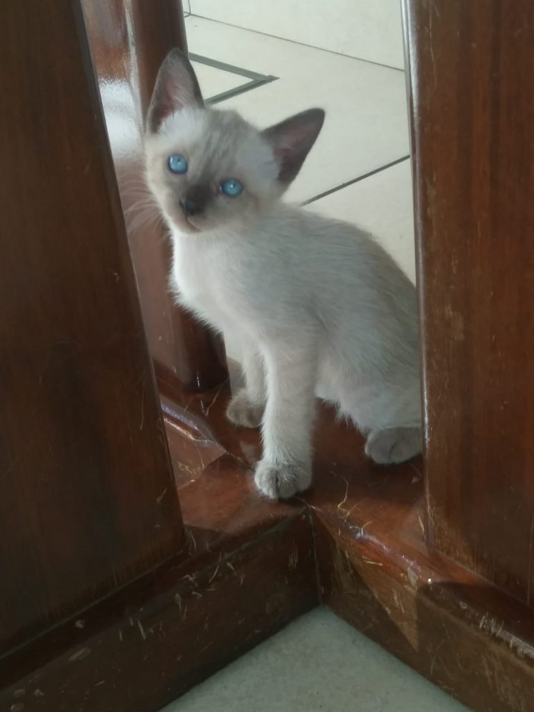 Internauta comunica gatinho para adoção Internauta comunica gatinho para adoção