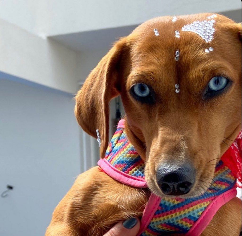 Cachorrinha Mel está sendo procurada por internauta Cachorrinha Mel está sendo procurada por internauta