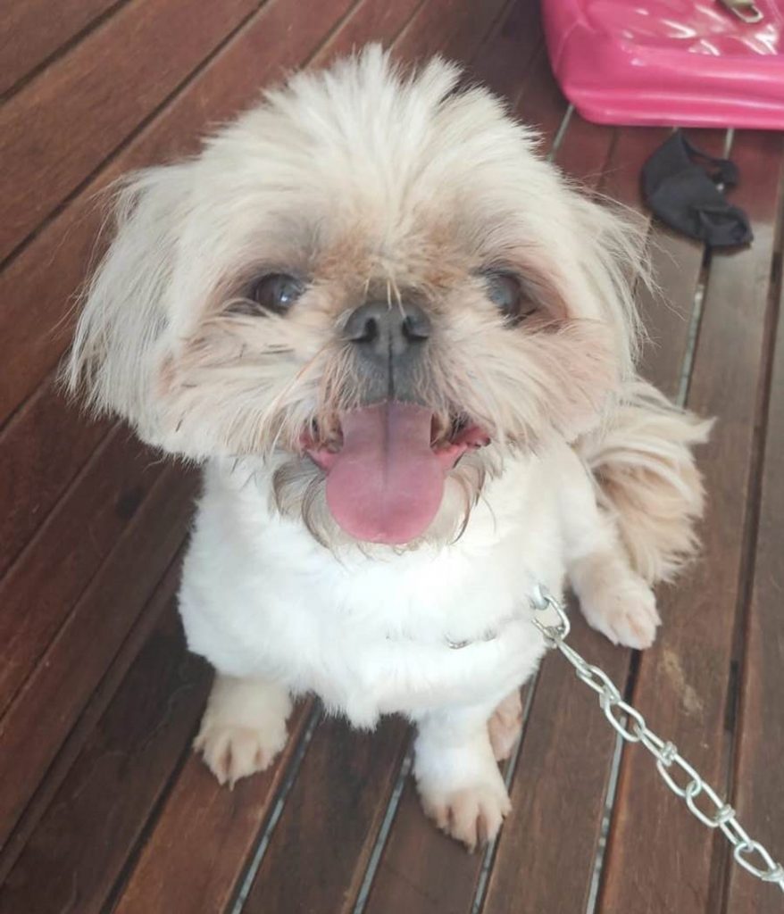 Cachorrinho é encontrado no Coqueiral