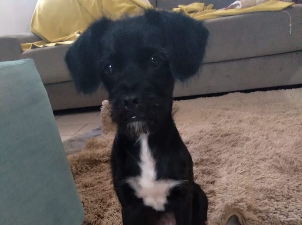Cachorrinho é encontrado no Pq. São Paulo