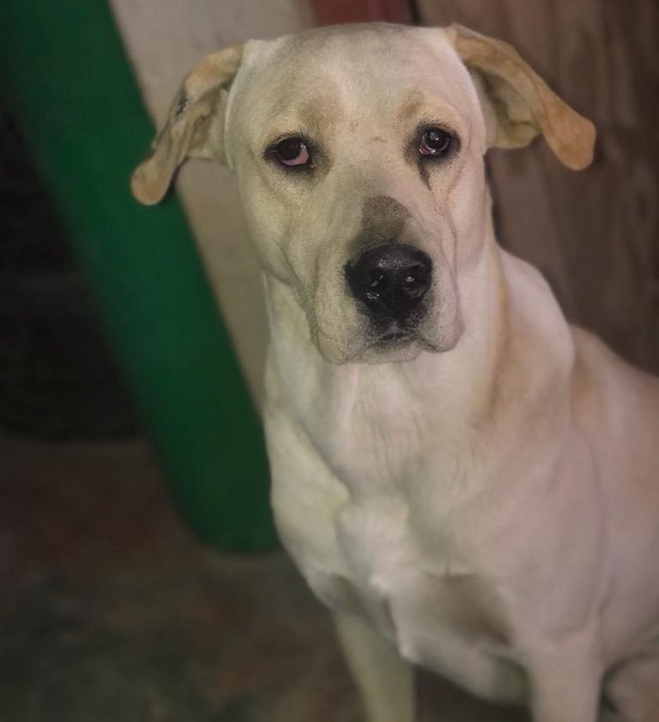 Thor desapareceu no Claudete