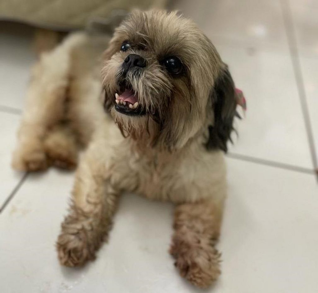 Cachorrinha foi encontrada no Tropical