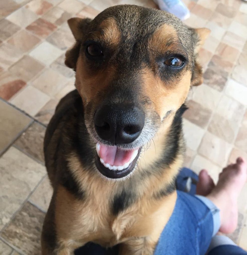 Cachorro sumiu no Clarito