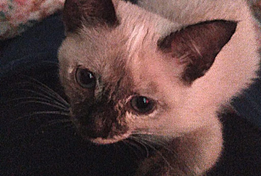 Gatinha de estimação está desaparecida na região do Periolo e dona pede ajuda
