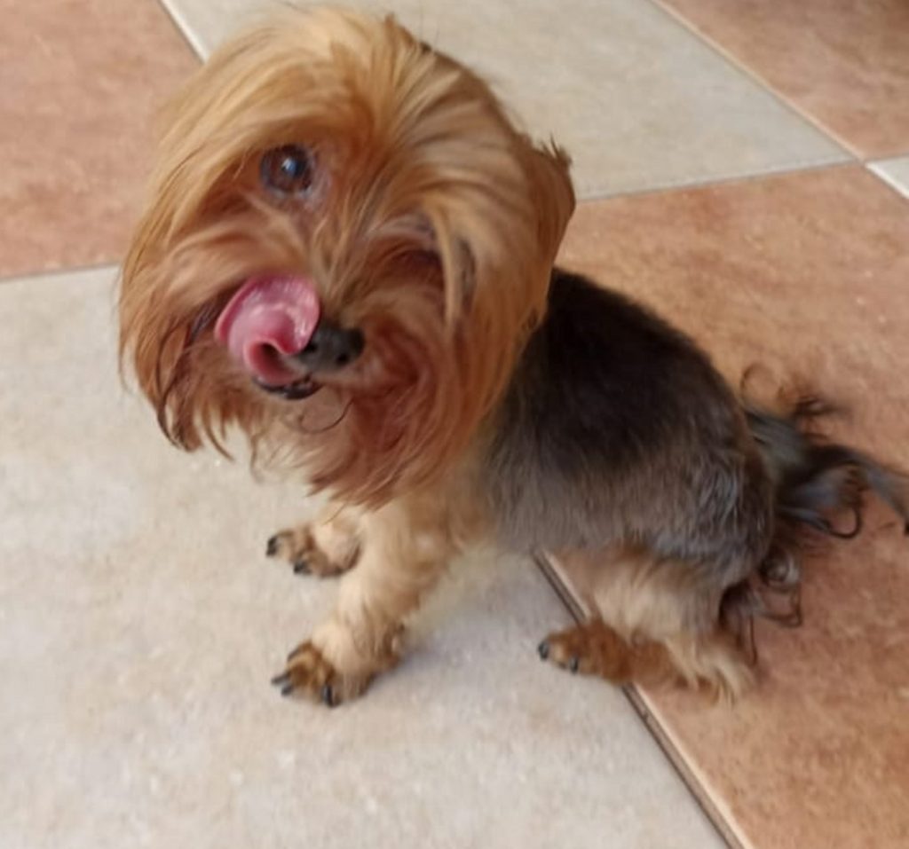 Cachorrinha é encontrada no Bairro São Cristóvão e internauta procura pelo dono Cachorrinha é encontrada no Bairro São Cristóvão e internauta procura pelo dono