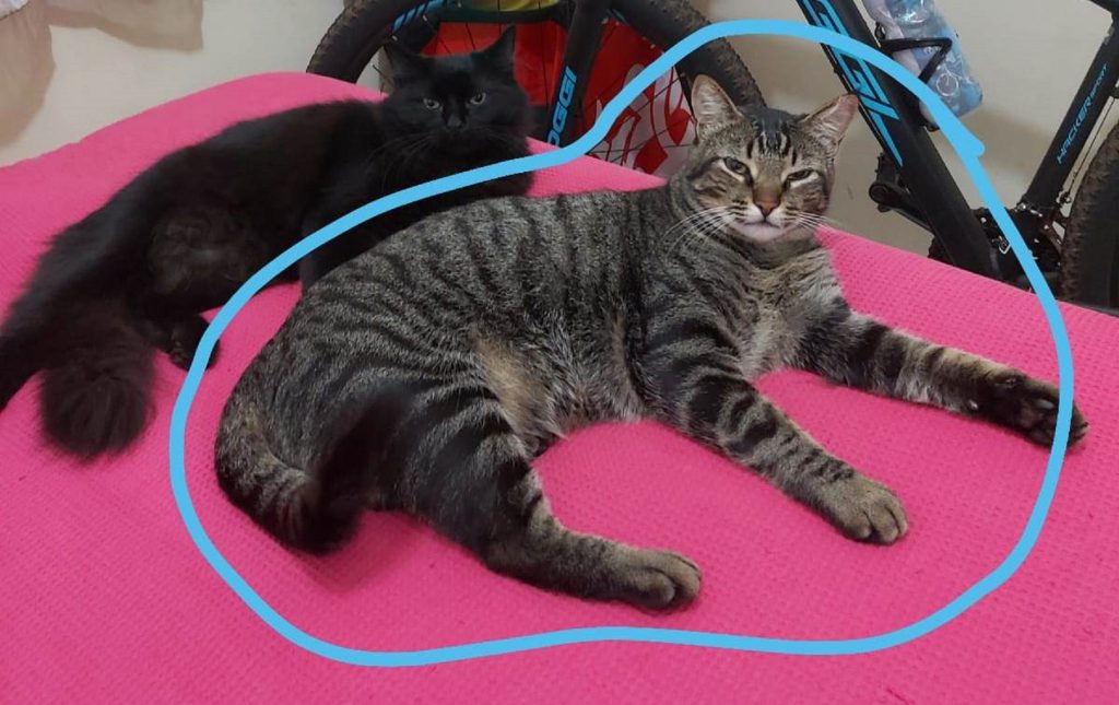Gatinho Paçoca sumiu no Nova Cidade