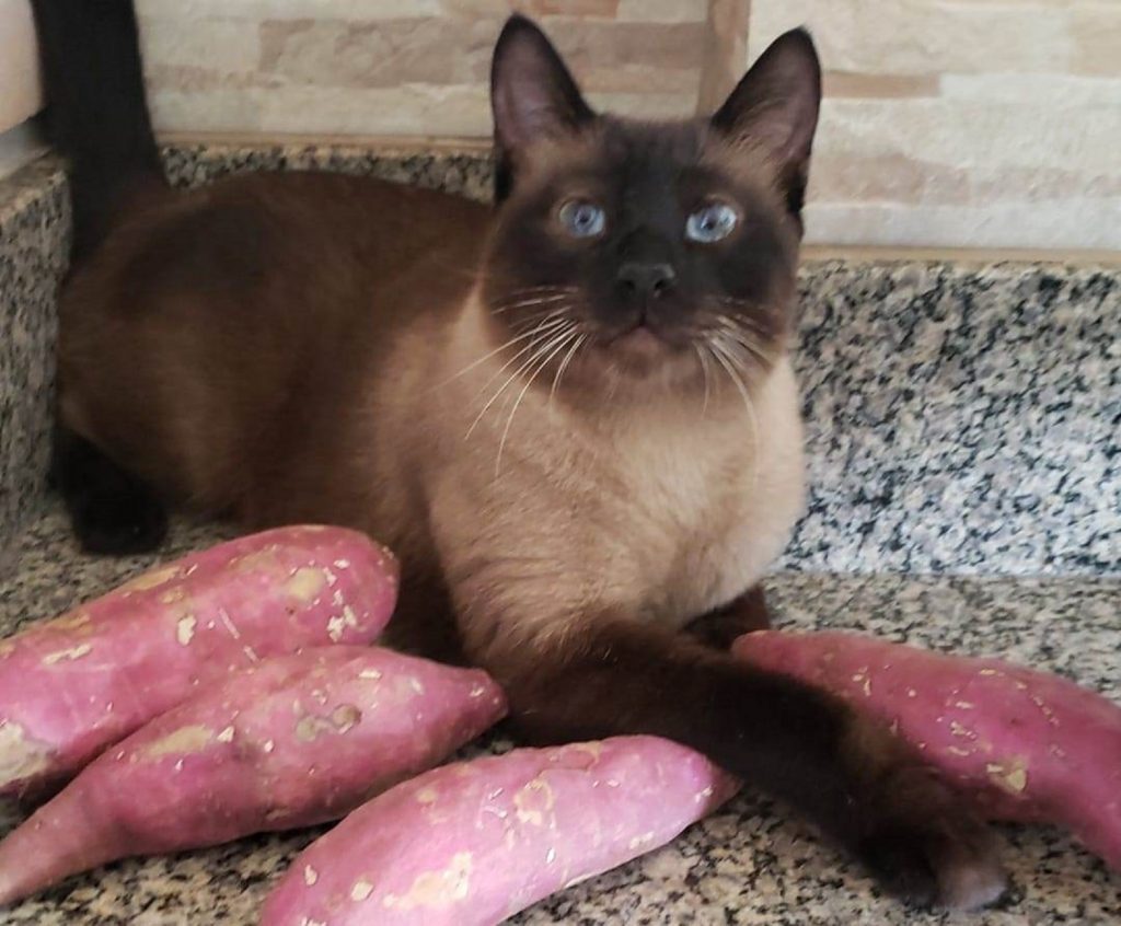 Gatinho Mimo sumiu no Pioneiros Catarinenses