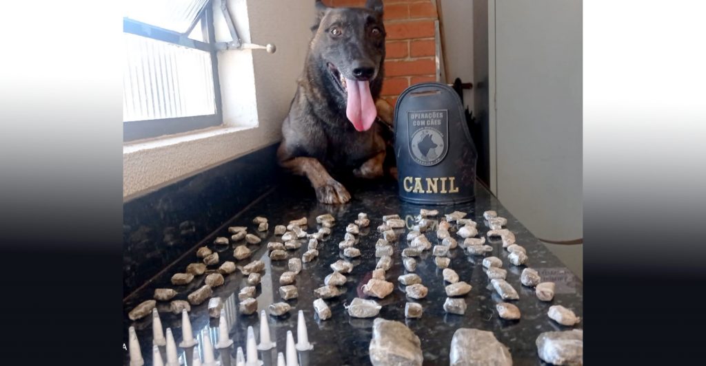 Cão farejador da Guarda Municipal localiza entorpecentes próximo a creche