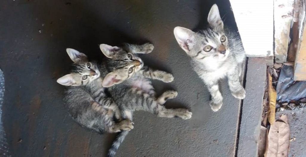 Gatinhos estão disponíveis para adoção