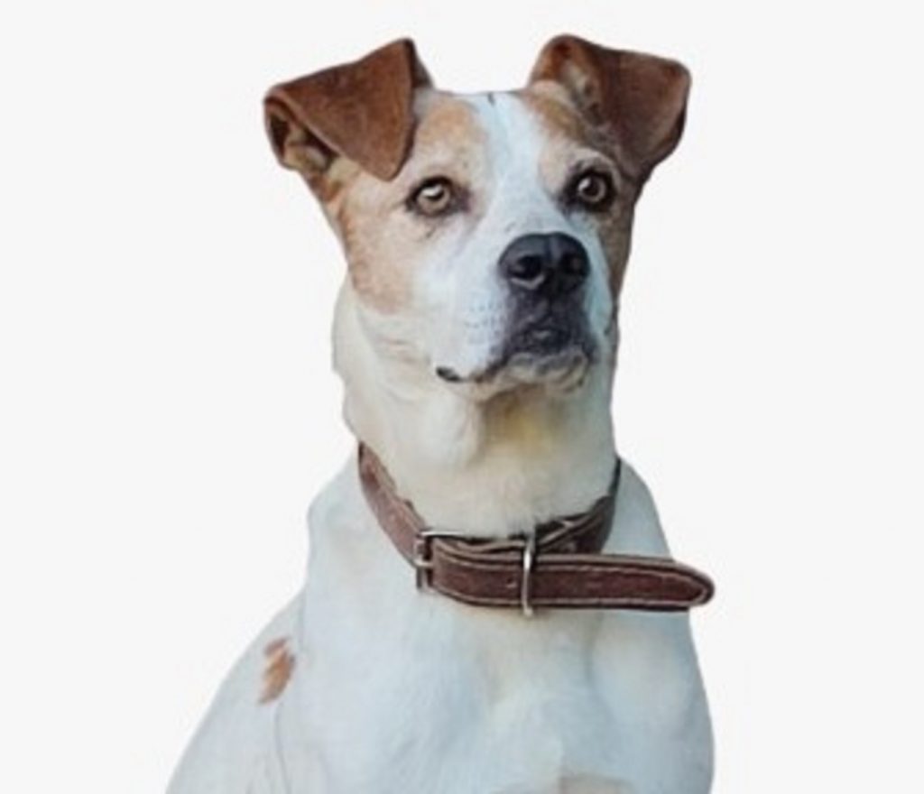 Cachorro Joey sumiu próximo ao Ciro Nardi