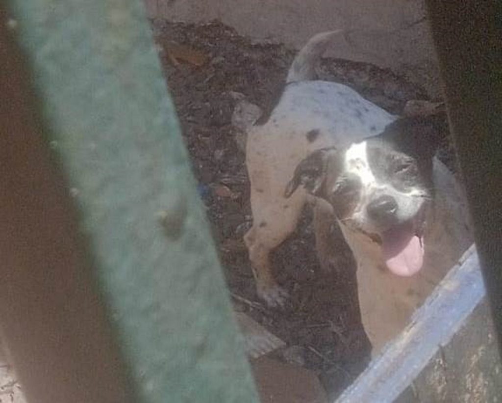 Cachorra Branquinha desapareceu no Santa Felicidade