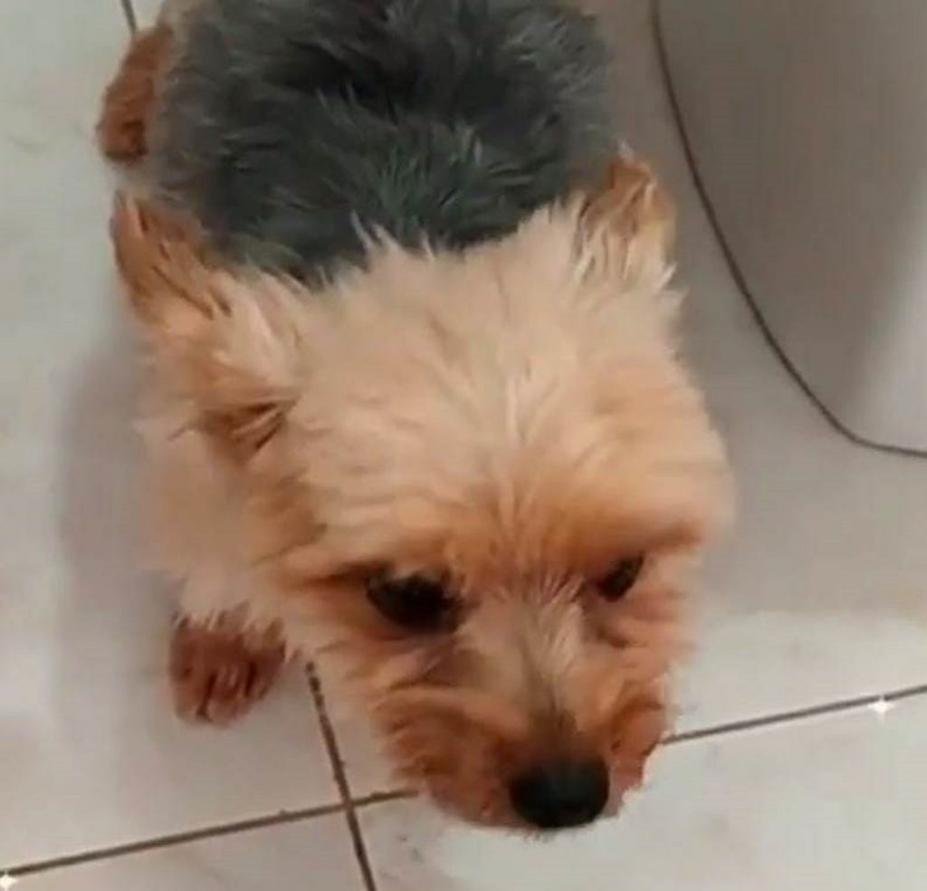 Zeus está desaparecido no Tropical