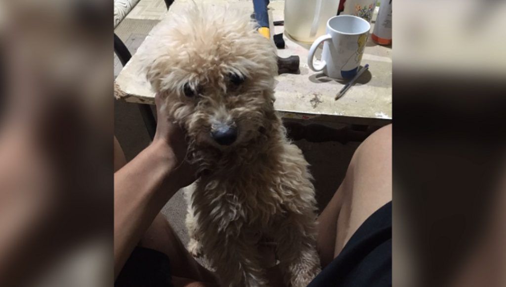 Cachorrinho ‘aparece’ em casa no Cancelli e moradora quer devolvê-lo ao dono