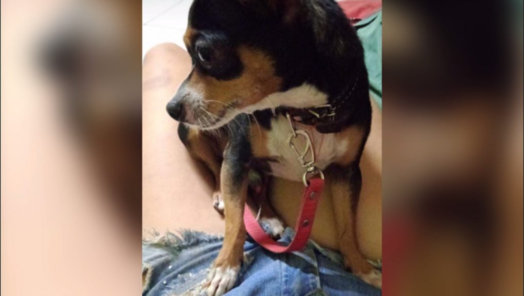 Cachorrinho da raça pinscher está desaparecido na região do Jardim Colmeia