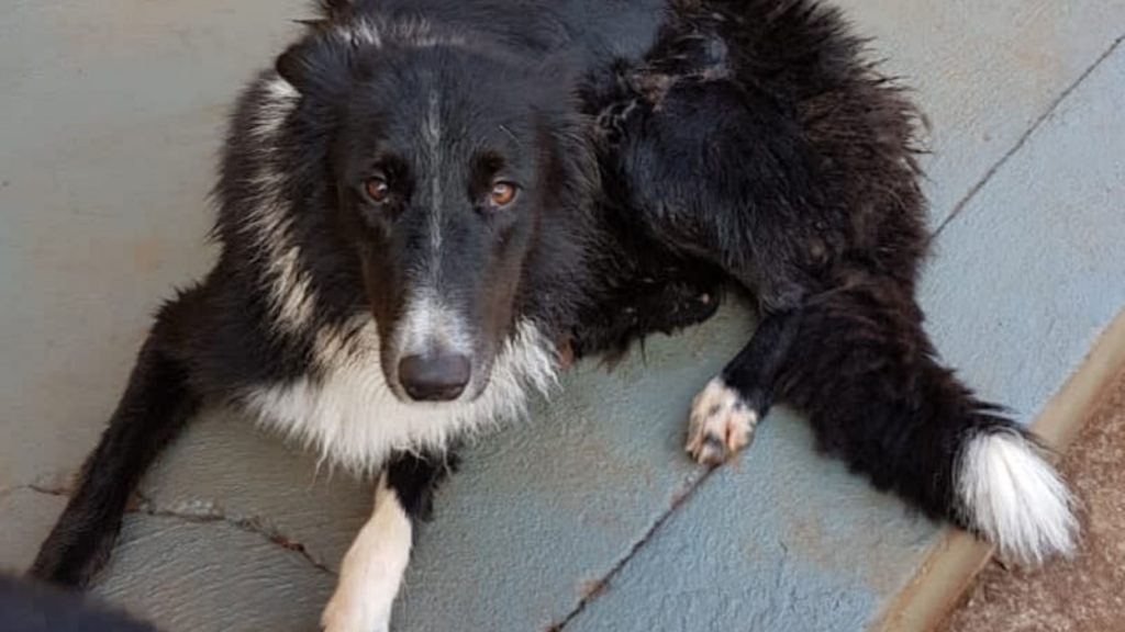 Cão ‘Apolo’ está desaparecido na região entre o Pioneiros e o Santo Onofre