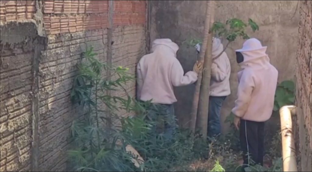 Defesa Civil faz remoção de enxame de abelhas em residência no Parque dos Ipês