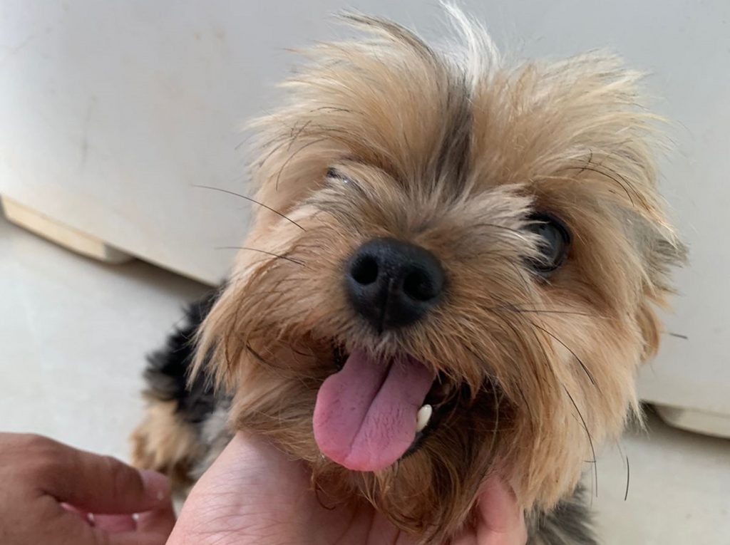 Internauta encontra cachorrinha no Bairro Santa Cruz e deseja devolvê-la ao dono