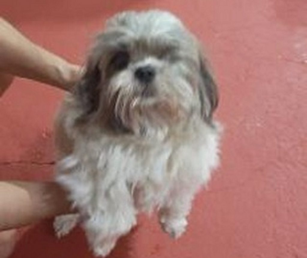 Cachorrinho que tem apenas um dos olhos é encontrado no Bairro Santa Cruz