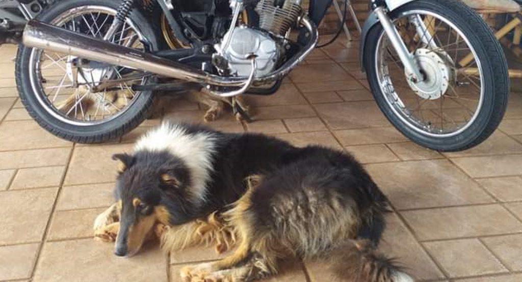 Cão de estimação está desaparecido na Região do Lago