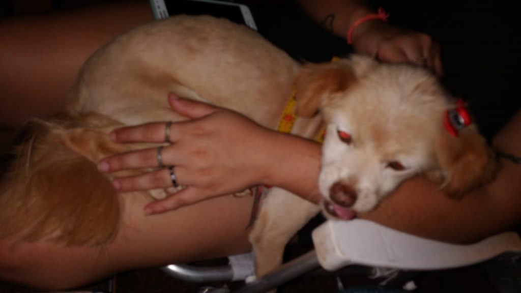 Cachorrinha é encontrada no Bairro Universitário; moradora quer devolvê-la ao tutor