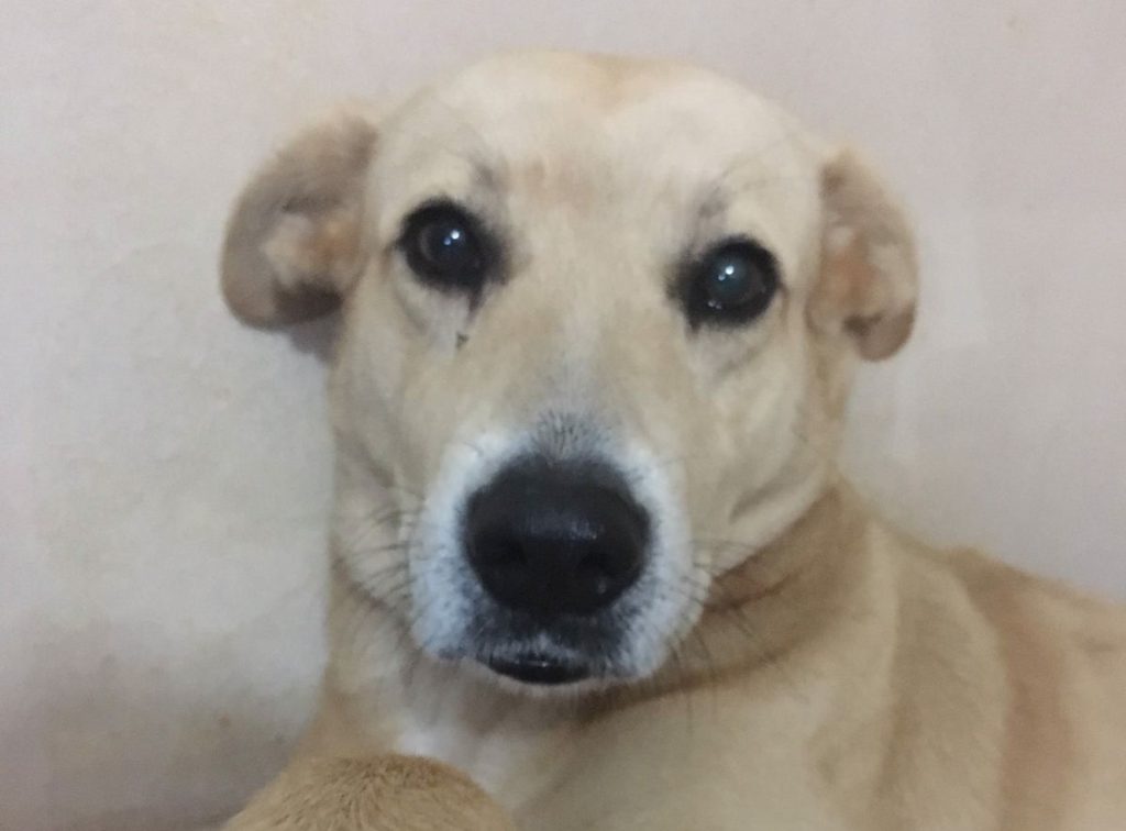 Cachorra ‘Elza’ está desaparecida na região do Bairro Cancelli